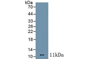 Detection of Recombinant CCL1, Mouse using Polyclonal Antibody to Chemokine C-C-Motif Ligand 1 (CCL1) (CCL1 antibody  (AA 24-92))