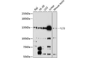 Western blot analysis of extracts of various cell lines, using FLT3 antibody (ABIN6134576, ABIN6140691, ABIN6140694 and ABIN6216061) at 1:1000 dilution.