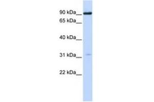 Image no. 1 for anti-Cholinergic Receptor, Nicotinic, alpha 4 (CHRNA4) (N-Term) antibody (ABIN6744370)