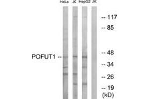 Western blot analysis of extracts from Jurkat/HeLa/HepG2 cells, using POFUT1 Antibody.