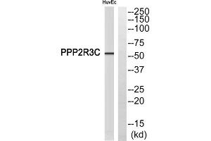 Western blot analysis of extracts from HuvEc cells, using PPP2R3C antibody. (PPP2R3C antibody  (Internal Region))