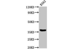 Western Blot Positive WB detected in: K562 whole cell lysate All lanes: GPR12 antibody at 2 μg/mL Secondary Goat polyclonal to rabbit IgG at 1/50000 dilution Predicted band size: 37 kDa Observed band size: 37 kDa (G Protein-Coupled Receptor 12 antibody  (AA 1-48))
