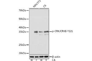 Western blot analysis of extracts of various cell lines, using Phospho-CRK/CRKII-Y221 Rabbit mAb (ABIN7271253) at 1:1000 dilution. (Crk antibody  (pTyr221))