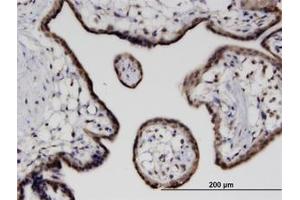 Image no. 1 for anti-Cbp/p300-Interacting Transactivator, with Glu/Asp-Rich Carboxy-terminal Domain, 4 (CITED4) (AA 131-185) antibody (ABIN599616) (CITED4 antibody  (AA 131-185))