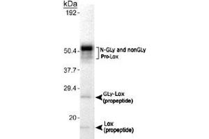 Detection of Lox in MC3T3-E1 cell lysate using Lox polyclonal antibody . (LOX antibody  (AA 78-115))