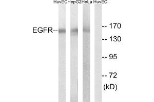 Western Blotting (WB) image for anti-Epidermal Growth Factor Receptor (EGFR) antibody (ABIN1848179) (EGFR antibody)