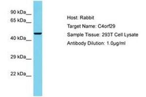 Image no. 1 for anti-Chromosome 4 Open Reading Frame 29 (C4ORF29) (AA 316-365) antibody (ABIN6750690) (C4ORF29 antibody  (AA 316-365))