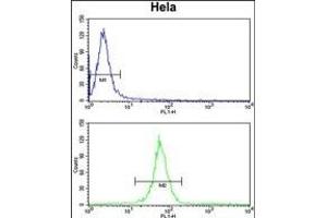 KIF11 Antibody (N-term) (ABIN653041 and ABIN2842655) flow cytometry analysis of Hela cells (bottom histogram) compared to a negative control cell (top histogram). (KIF11 antibody  (N-Term))