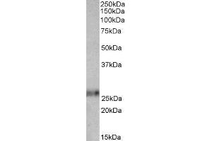 ABIN2562369 (0. (Ephrin A1 antibody  (Internal Region))