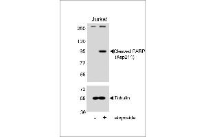 Western blot analysis of lysates from Jurkat cell line, untreated or treated with etoposide, 25μM, using Cleaved RP Antibody (R)(upper) or Tubulin (lower). (PARP1 antibody  (Cleaved-Asp214))