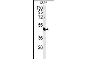 EIF3G Antibody (Center) (ABIN651535 and ABIN2840284) western blot analysis in K562 cell line lysates (35 μg/lane). (EIF3G antibody  (AA 209-238))