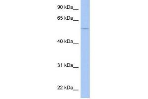 TRIM58 antibody used at 0. (TRIM58 antibody  (Middle Region))
