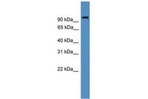 Image no. 1 for anti-Nuclear Factor of Activated T-Cells, Cytoplasmic, Calcineurin-Dependent 1 (NFATC1) (AA 221-270) antibody (ABIN6745328)