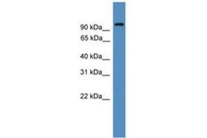 Image no. 1 for anti-Nuclear Factor of Activated T-Cells, Cytoplasmic, Calcineurin-Dependent 1 (NFATC1) (AA 221-270) antibody (ABIN6745328) (NFATC1 antibody  (AA 221-270))