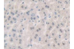 Detection of GnRH in Mouse Liver Tissue using Polyclonal Antibody to Gonadotropin Releasing Hormone (GnRH) (GNRH1 antibody  (AA 22-90))