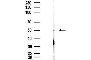 anti-Growth Differentiation Factor 10 (GDF10) (N-Term) antibody