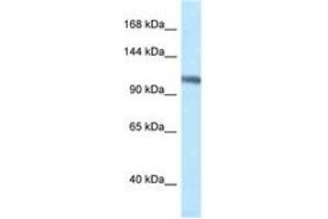Image no. 1 for anti-Minichromosome Maintenance Deficient 4 (MCM4) (AA 80-129) antibody (ABIN6747321) (MCM4 antibody  (AA 80-129))
