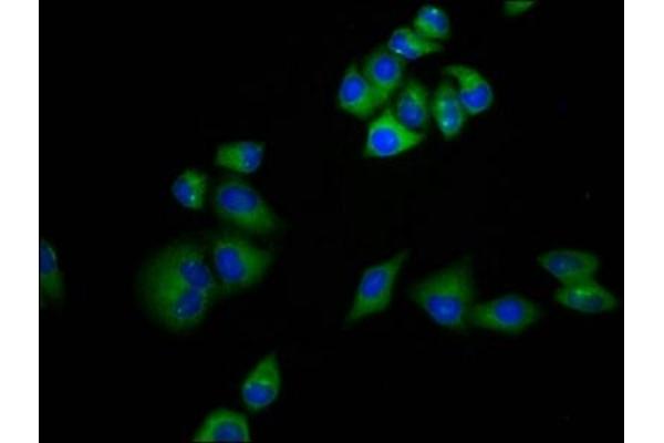 MRAP antibody  (AA 59-172)