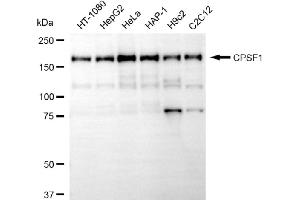 anti-Cleavage and Polyadenylation Specific Factor 1, 160kDa (CPSF1) antibody