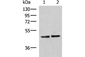 Western blot analysis of Hela and HepG2 cell lysates using ACTL6B Polyclonal Antibody at dilution of 1:1000 (Actin-Like 6B antibody)