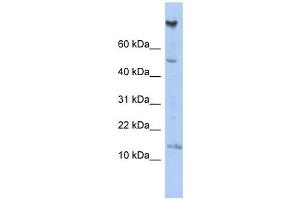 NRARP antibody used at 1 ug/ml to detect target protein.