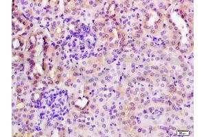 CYP3A4 antibody  (AA 18-120)