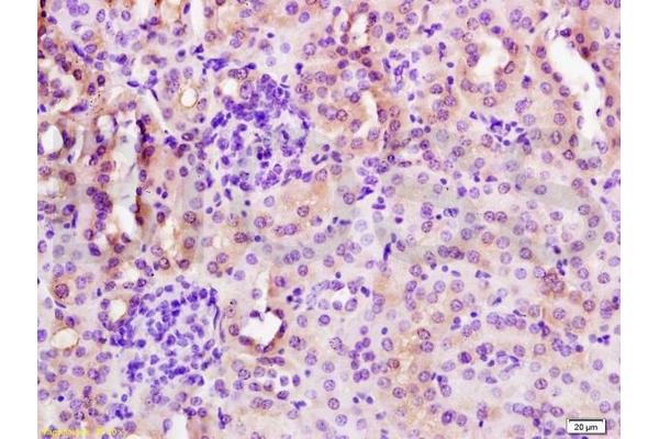 CYP3A4 antibody  (AA 18-120)