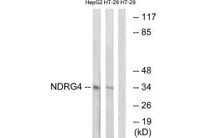Western blot analysis of extracts from HepG2 cells and HT-29 cells, using NDRG4 antibody. (NDRG4 antibody  (Internal Region))
