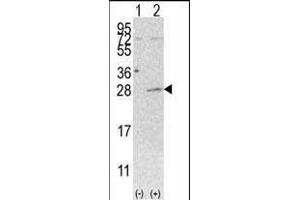 Western blot analysis of AK3 (arrow) using rabbit polyclonal AK3 Antibody (C-term H38) (ABIN392736 and ABIN2842196). (Adenylate Kinase 3 antibody  (C-Term))