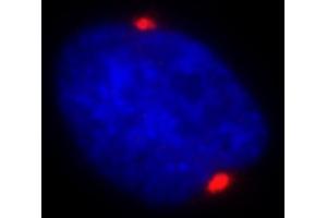 Immunofluorescence (IF) image for anti-Pericentrin (PCNT) (AA 175-225) antibody (ABIN7448392)