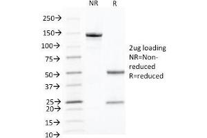 SDS-PAGE Analysis of Purified, BSA-Free Keratin 10 Antibody (clone KRT10/844). (Keratin 10 antibody)