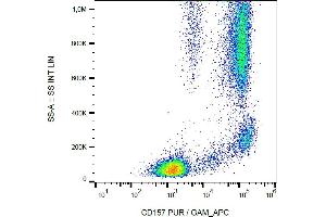 Flow cytometry analysis (surface staining) of human peripheral blood leukocytes with anti-human CD157 (SY11B5) purified / GAM-APC. (BST1 antibody)