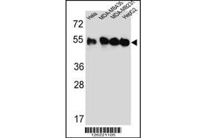 Western blot analysis of TUBB2C Antibody in Hela,MDA-MB435,MDA-MB231,HepG2 cell line lysates (35ug/lane) (TUBB2C antibody  (AA 99-125))