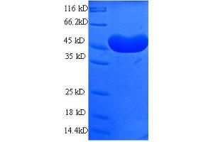 SDS-PAGE (SDS) image for Alcohol Dehydrogenase 7 (Class IV), mu Or sigma Polypeptide (ADH7) (AA 1-386), (full length) protein (His tag) (ABIN4975751) (ADH7 Protein (AA 1-386, full length) (His tag))