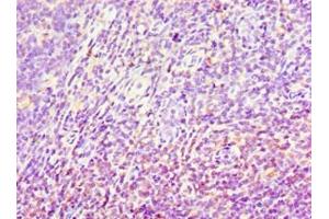 Immunohistochemistry of paraffin-embedded human tonsil tissue using ABIN7143696 at dilution of 1:100