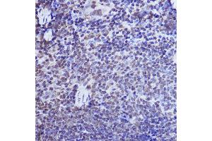 Immunohistochemistry of paraffin-embedded mouse spleen using POLR2A Rabbit pAb (ABIN6130298, ABIN6145914, ABIN6145915 and ABIN6215095) at dilution of 1:50 (40x lens). (POLR2A/RPB1 antibody  (AA 1-260))