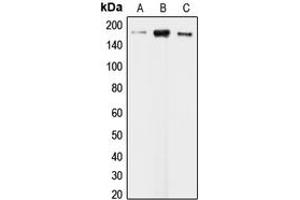 Western blot analysis of CLIP1 expression in KNRK (A), HeLa (B), HepG2 (C) whole cell lysates.