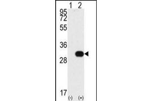 NEK7 antibody  (N-Term)