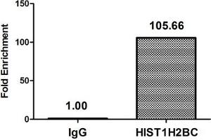 Chromatin Immunoprecipitation Hela (10 6 , treated with 30 mM sodium butyrate for 4h) were treated with Micrococcal Nuclease, sonicated, and immunoprecipitated with 5 μg anti-HIST1H2BC (ABIN7139149) or a control normal rabbit IgG. (Histone H2B antibody  (acLys11))