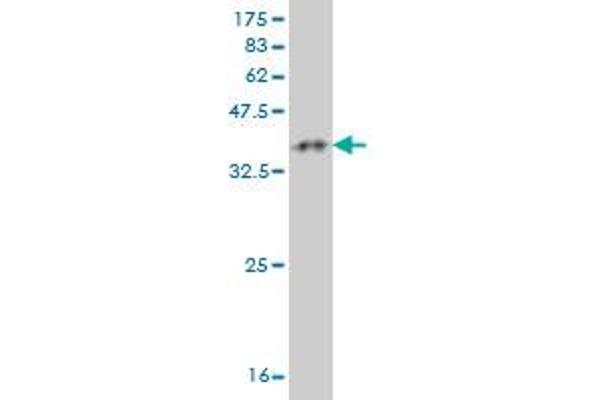 HIC1 antibody  (AA 396-453)