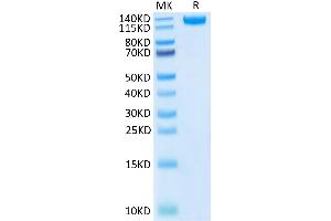 Biotinylated SARS-COV-2 Spike S1 on Tris-Bis PAGE under reduced condition. (SARS-CoV-2 Spike S1 Protein (AA 14-683) (Fc-Avi Tag,Biotin))
