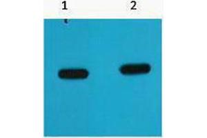 Western Blotting (WB) image for anti-mCherry Fluorescent Protein antibody (ABIN3181195) (mCherry antibody)