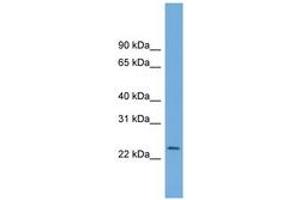 Image no. 1 for anti-Chromosome 5 Open Reading Frame 24 (C5orf24) (AA 71-120) antibody (ABIN6743684) (C5orf24 antibody  (AA 71-120))