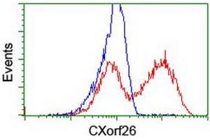 HEK293T cells transfected with either RC200095 overexpress plasmid (Red) or empty vector control plasmid (Blue) were immunostained by anti-CXorf26 antibody (ABIN2454824), and then analyzed by flow cytometry. (CXorf26 antibody)