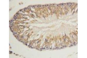 Image no. 1 for anti-WD Repeat Domain 83 (wdr83) (N-Term) antibody (ABIN1495042) (MORG1 antibody  (N-Term))