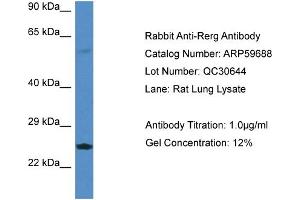 Western Blotting (WB) image for anti-RAS-Like, Estrogen-Regulated, Growth Inhibitor (RERG) (Middle Region) antibody (ABIN2788162)