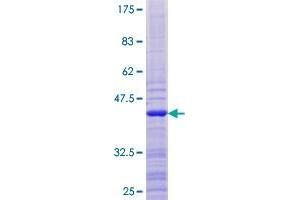 Image no. 1 for Proline Rich 15-Like (PRR15L) (AA 1-103) protein (GST tag) (ABIN1345913) (PRR15L Protein (AA 1-103) (GST tag))