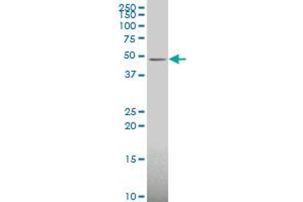 Ethanolamine Kinase 1 antibody  (AA 133-228)