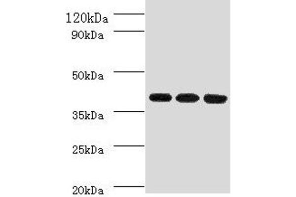 FcRn Antikörper  (AA 24-297)