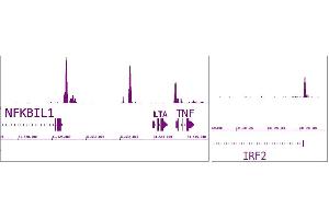 IRF-5 antibody (pAb) tested by ChIP-Seq. (IRF5 antibody  (N-Term))